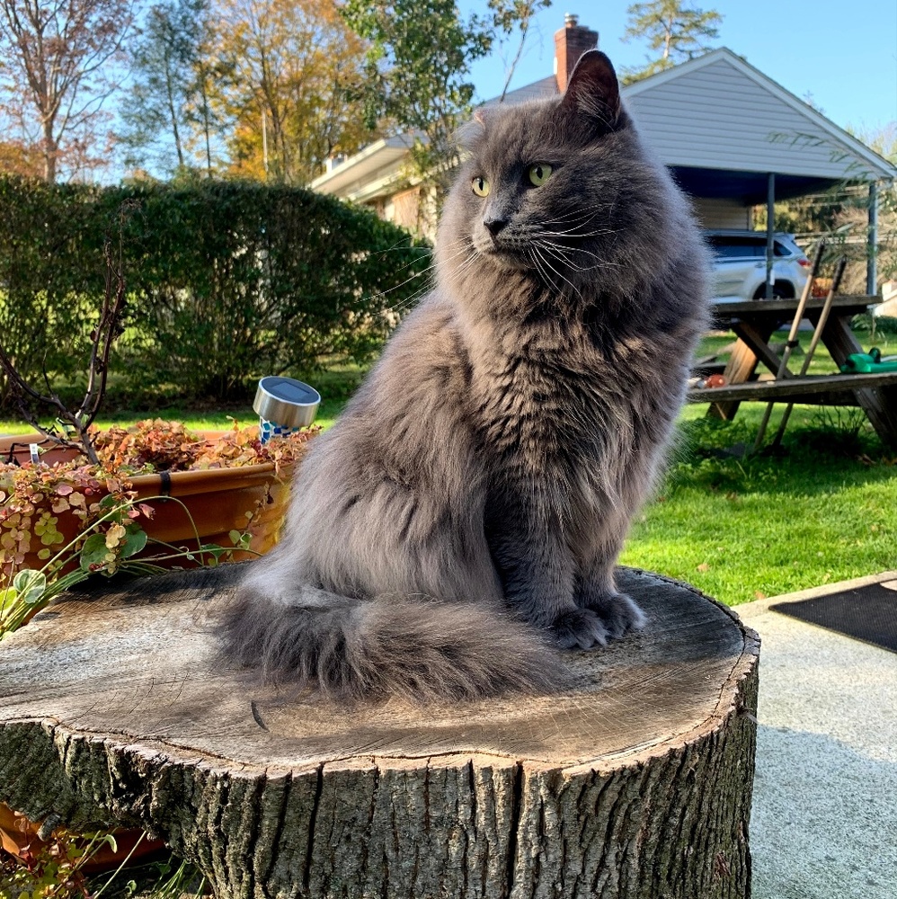 Meet your Posher, Abbey